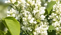 Edelflieder 'Mme Lemoine'