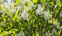 Edelflieder 'Mme Lemoine'