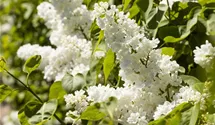 Edelflieder 'Mme Lemoine'