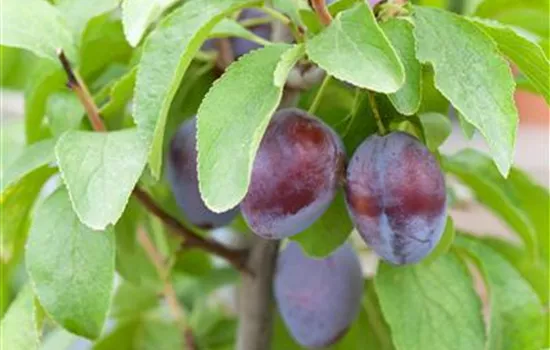 Prunus dom.'Hanita' -S- CAC Prunus dom.'Hanita' -S- CAC