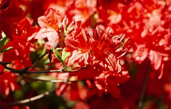 Rhododendron lut.'Fireball' I