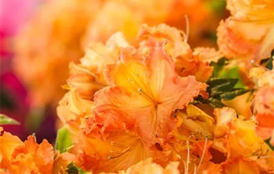 Rhododendron lut.'Gibraltar' I