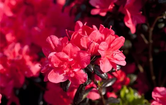 Rhododendron obt.'Maruschka' -S- III