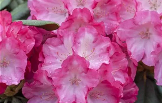 Rhododendron yak.'Fantastica' I