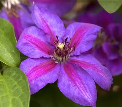 Clematis 'Mrs.N.Thompson'