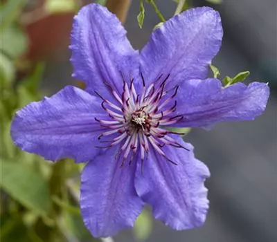 Clematis Hybride 'Bleknity Aniol'