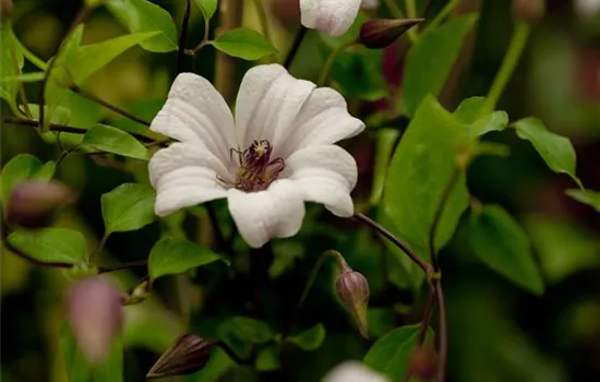 Clematis tex.'Kate' Clematis tex.'Kate'
