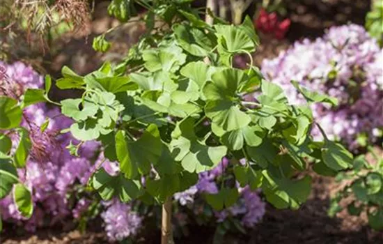 Ginkgo biloba 'Mariken', Stamm