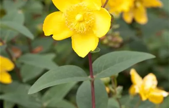 Hypericum 'Hidcote'