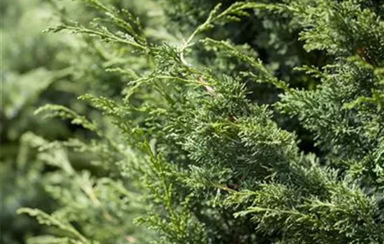 Juniperus virginiana 'Canaertii'