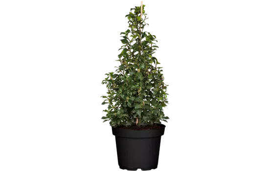 Ilex meserveae 'Heckenstar'(s), Kugel