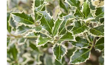 Ilex aquifolium 'Argentea Marginata', Weibunte Stechpalme 'Argentea  Marginata' - Haid Baumschulen