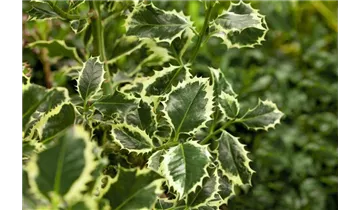 Ilex aquifolium 'Argentea Marginata', Weibunte Stechpalme 'Argentea  Marginata' - Haid Baumschulen