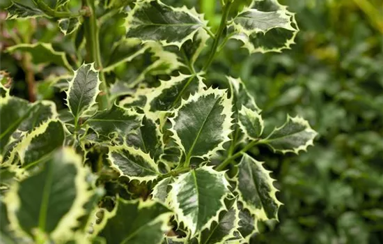 Ilex aquifolium 'Argentea Marginata'