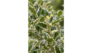 Ilex aquifolium 'Argentea Marginata', Weibunte Stechpalme 'Argentea  Marginata' - Haid Baumschulen