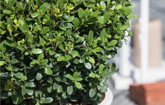 Ilex crenata 'Green Dwarf'