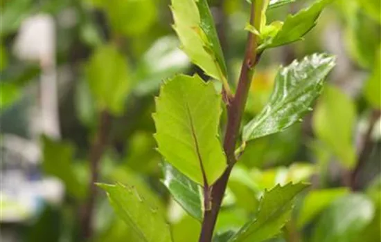 Ilex meserveae 'Blue Prince'®