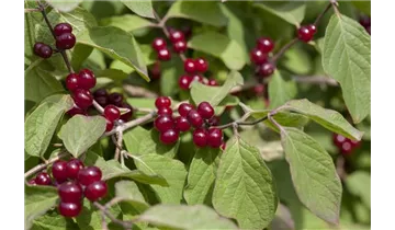 Lonicera xylosteum, Gemeine Heckenkirsche - Haid Baumschulen