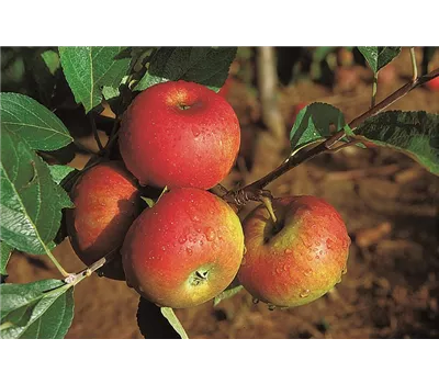 Malus 'Französische Goldrenette' CAC Malus 'Französische Goldrenette' CAC