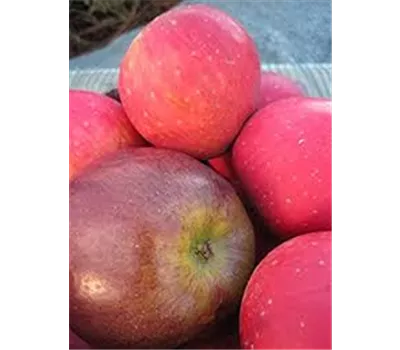 Malus 'Jakobiapfel' Malus 'Jakobiapfel'