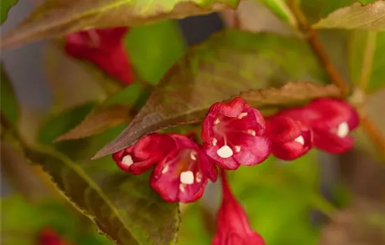Weigela 'All Summer Red' -S-