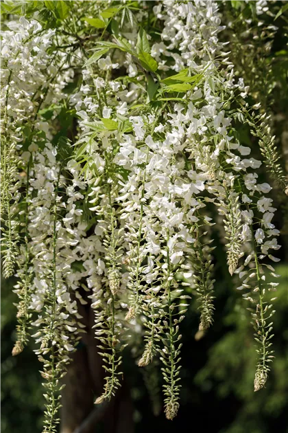 Wisteria sinensis 'Alba', Weier Blauregen 'Alba' - Haid Baumschulen