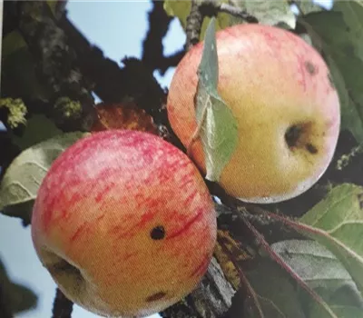 Malus 'Danziger Kantapfel' CAC Malus 'Danziger Kantapfel' CAC