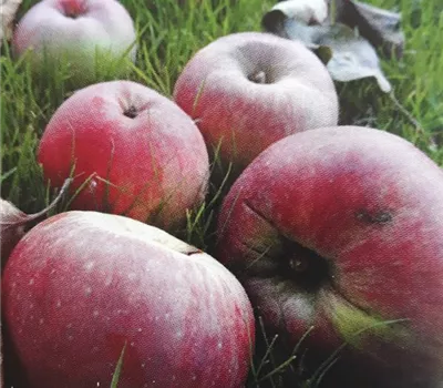 Malus 'Jakob Fischer' CAC Malus 'Jakob Fischer' CAC