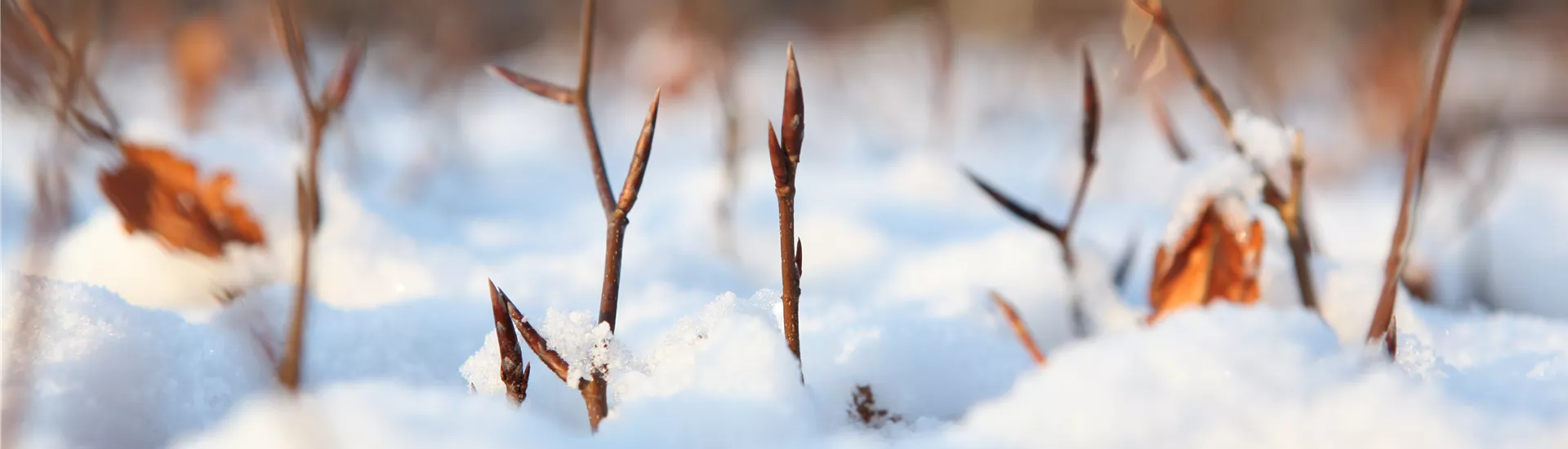 GS456464.jpg GS456464.jpg