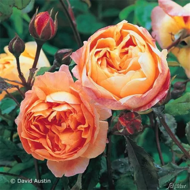 Rosa 'Lady Emma Hamilton' -R- STR VI