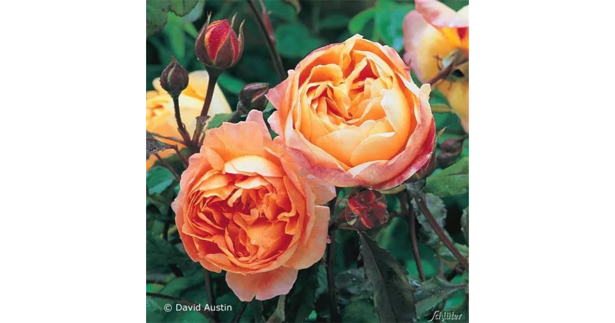 Rosa Lady Emma Hamilton (English Rose)