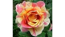 Delbard-Rose rot/gelb gestreift