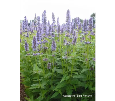 Bienenstauden Mischung