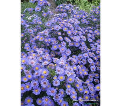 Blau gelber fröhlicher Sommer - Sonne