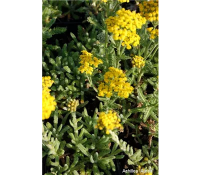 Bienenstauden Paket klein