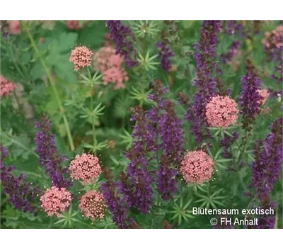 Blütensaum exotisch