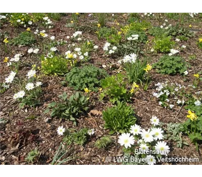 Blütensaum Veitshöchheim