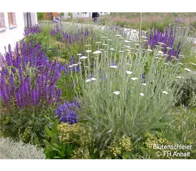 Blütenschleier - Bernburger