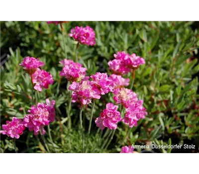 Bunte Blütenfülle - Sonne