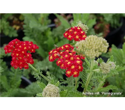 Essbarer Garten Mischung