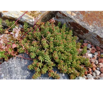 Dachbegrünung Grundsortiment Mauerpfeffer