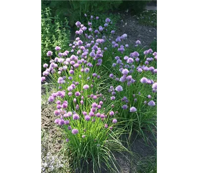 Dachbegrünung Spezialsortiment Blütenstauden