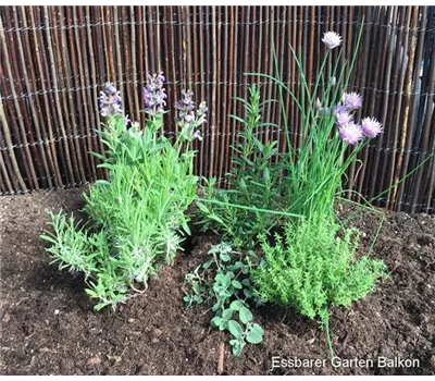 Essbarer Garten Paket klein