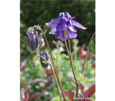 Farn Begleitstauden Paket