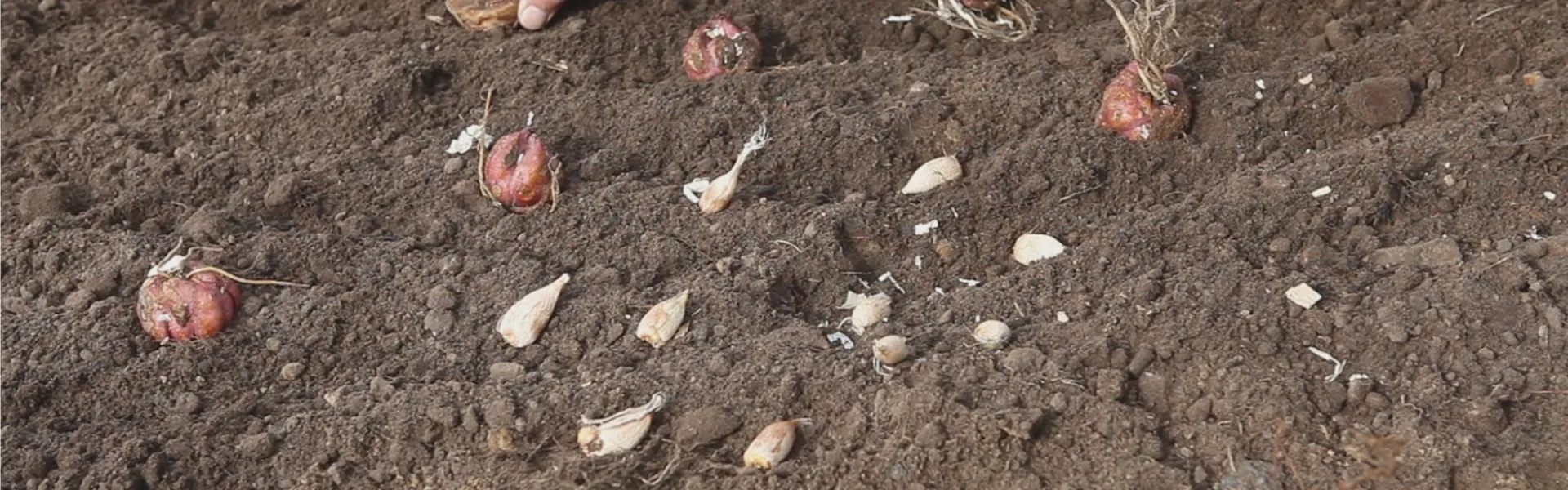 Blumenzwiebeln - Einpflanzen im Garten (thumbnail).jpg
