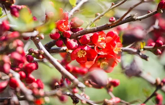 Chaenomeles japonica 'Cido' -R-