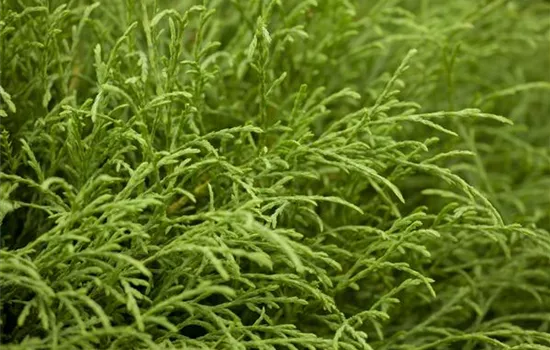 Thuja occidentalis 'Mr.Bowling Ball'