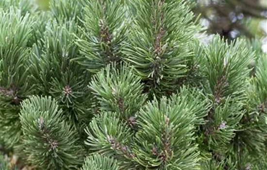 Pinus mugo 'Columbo' Pinus mugo 'Columbo'