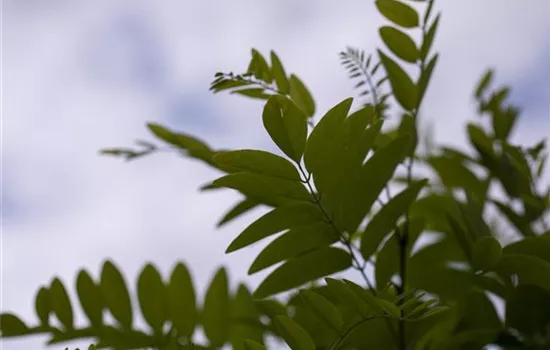 Robinia pseudoac.'Umbraculifera' Robinia pseudoac.'Umbraculifera'
