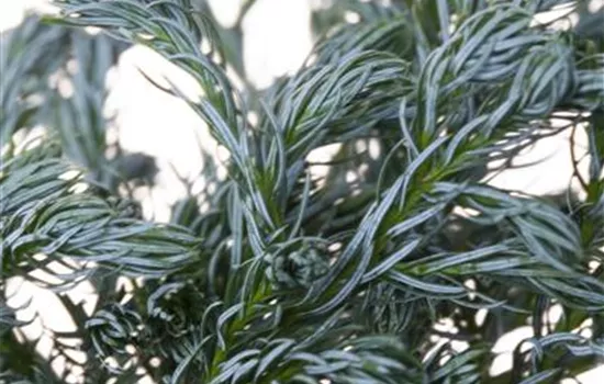 Chamaecyparis pis.'Boulevard'